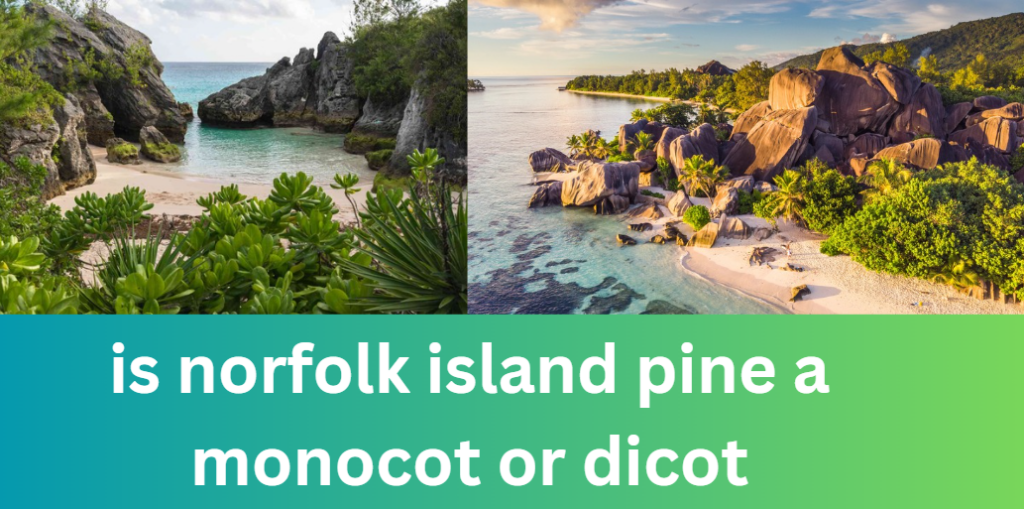 Is Norfolk Island Pine a Monocot or Dicot