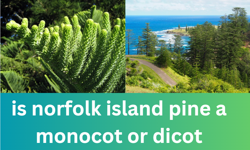 Is Norfolk Island Pine a Monocot or Dicot