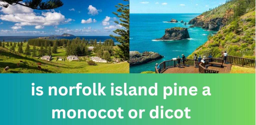 Is Norfolk Island Pine a Monocot or Dicot