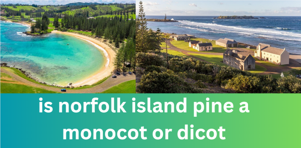 Is Norfolk Island Pine a Monocot or Dicot