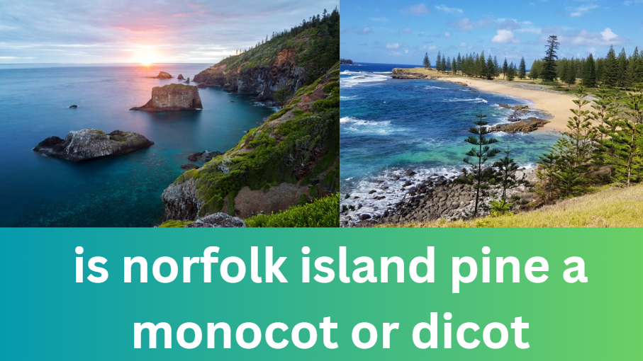 Is Norfolk Island Pine a Monocot or Dicot