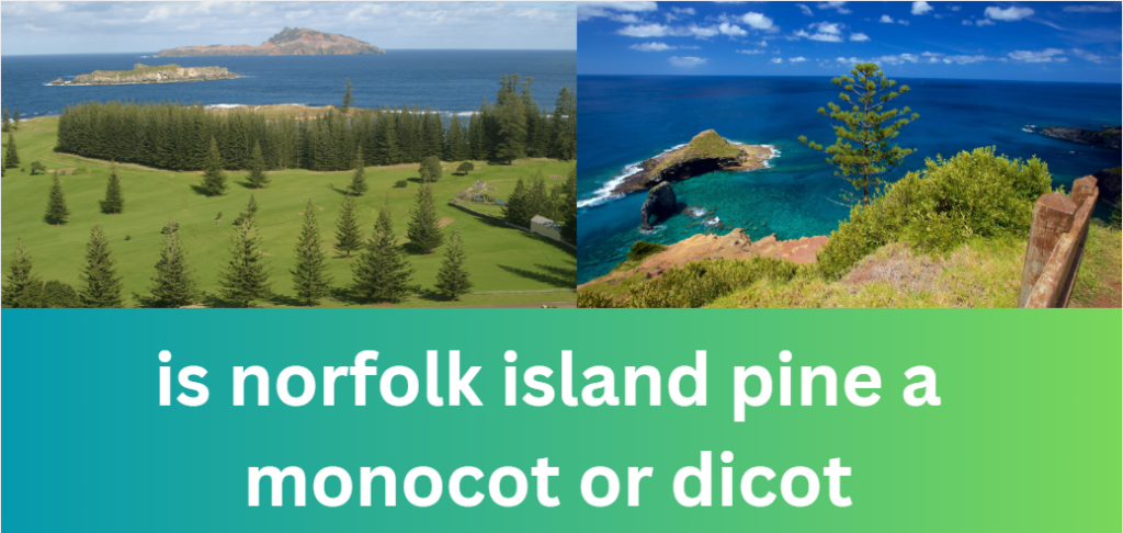 Is Norfolk Island Pine a Monocot or Dicot