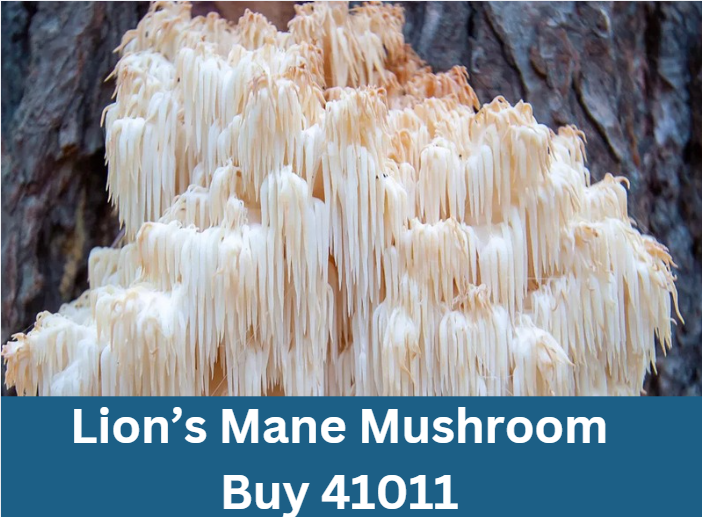 Lion’s Mane Mushroom Buy 41011
