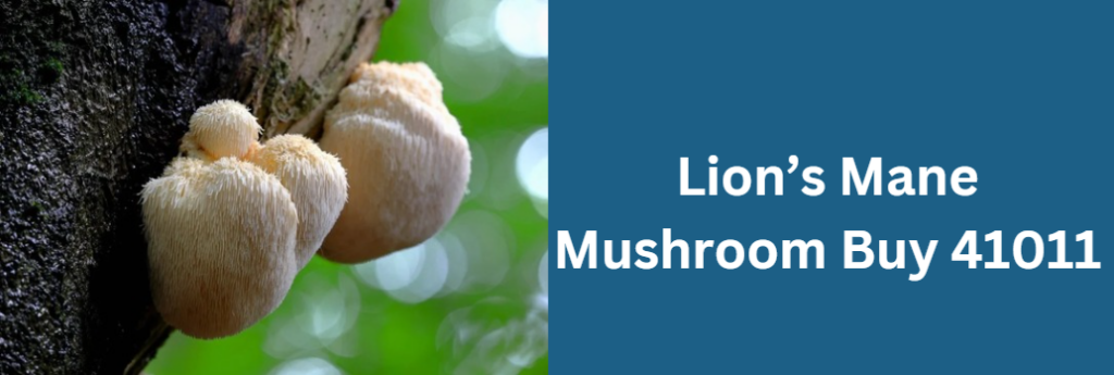 Lion’s Mane Mushroom Buy 41011
