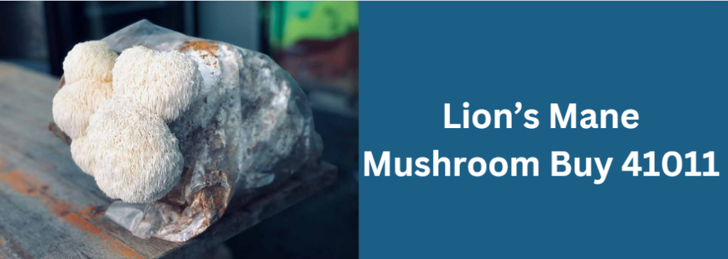 Lion’s Mane Mushroom Buy 41011
