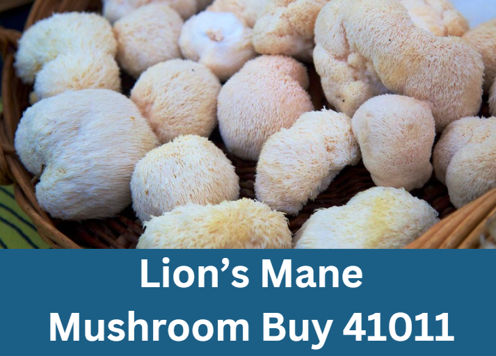 Lion’s Mane Mushroom Buy 41011
