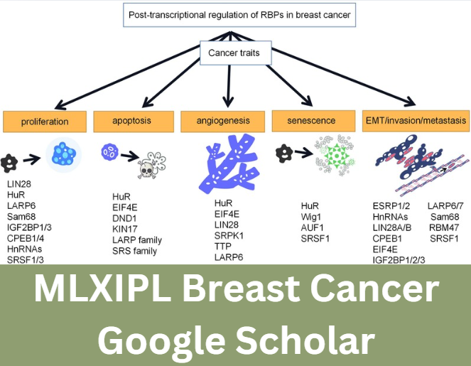 MLXIPL Breast Cancer Google Scholar