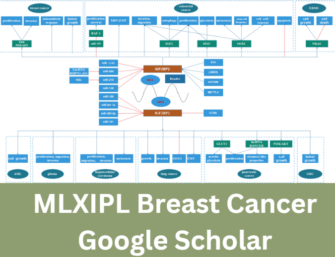 MLXIPL Breast Cancer Google Scholar